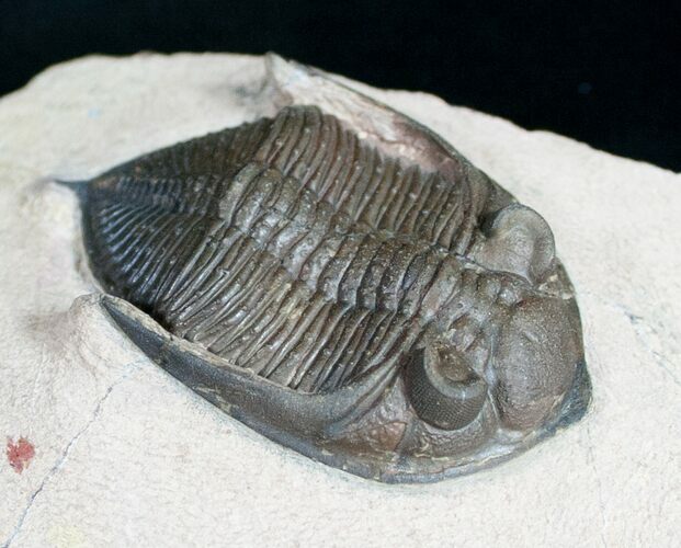 Beautiful, Bumpy Zlichovaspis Trilobite - #9568